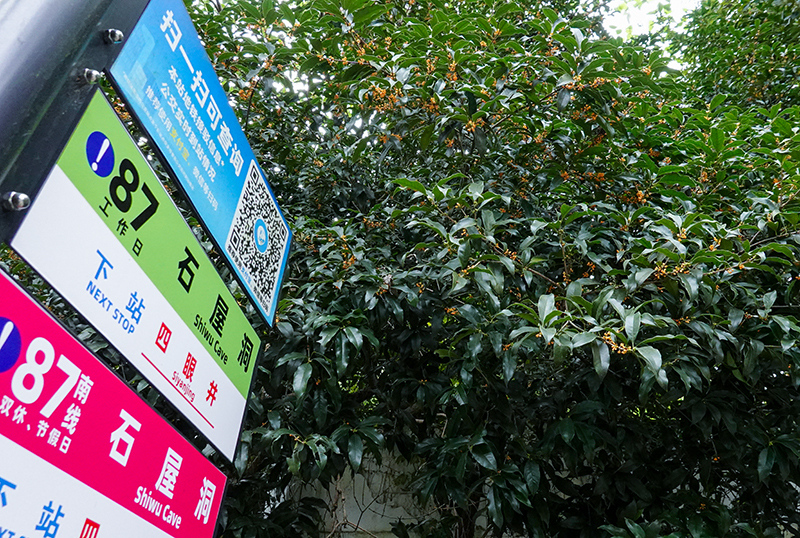 满觉陇桂花始开 市民游客共赴秋日之约