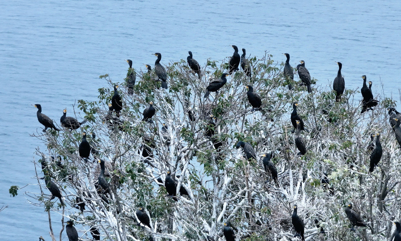 数千只鸬鹚来千岛湖过冬