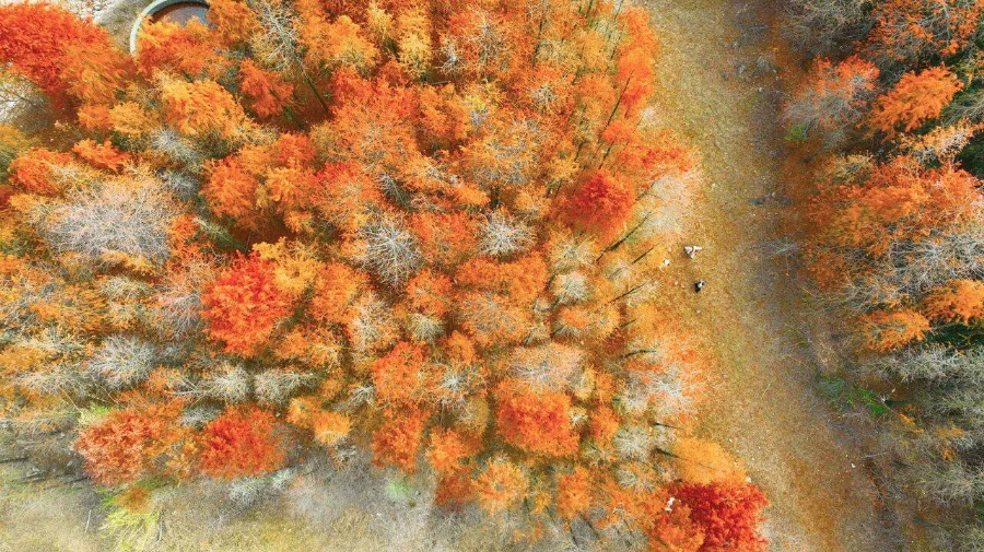 舟山：水杉林冬景美如画