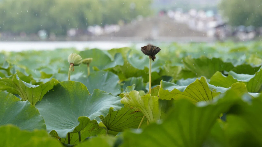杭州：处暑至 西湖夏荷谢幕