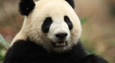 大熊猫“金喜”“茱萸”启程赴西班牙