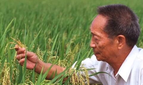 “风吹过稻田，我就想起您”