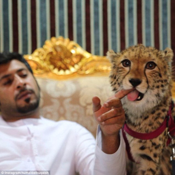 炫富新招:阿联酋富豪将狮子老虎当宠物