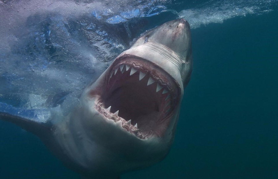 近拍鲨鱼罕见照血盆大口的惊悚微笑