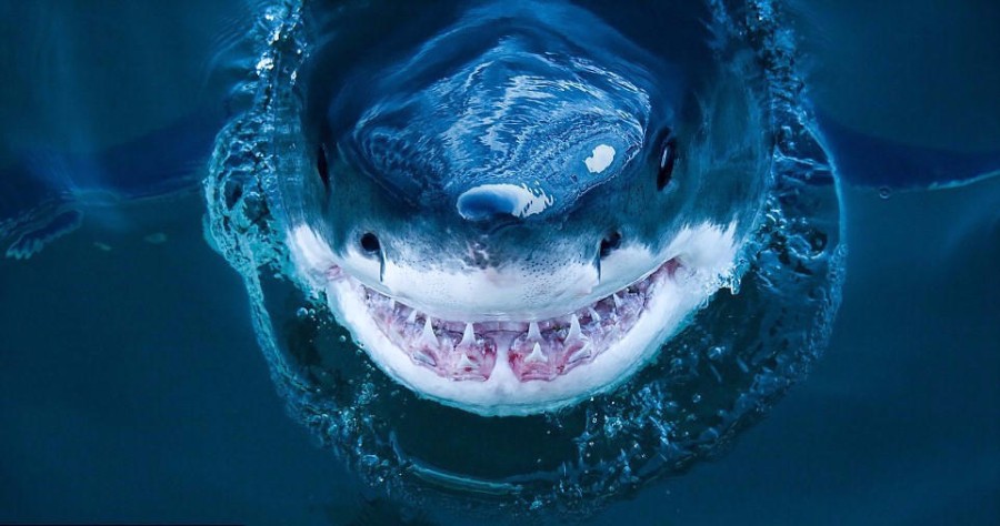 近拍鲨鱼罕见照 血盆大口的惊悚微笑