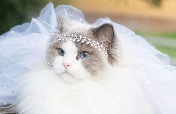 瑞典一猫咪被当公主养 穿芭蕾舞裙戴水晶王冠