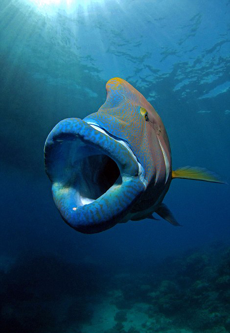 苏眉鱼在大堡礁海底上演"大吞活人"