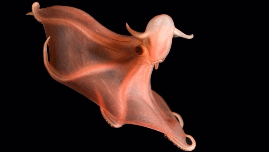 奇异的深海生物：触须八爪鱼形似幽灵