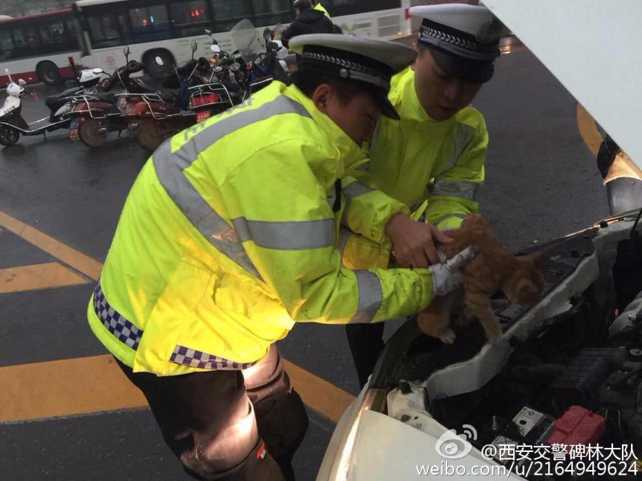 有爱！猫咪雨天钻进引擎盖 交警抱出领养