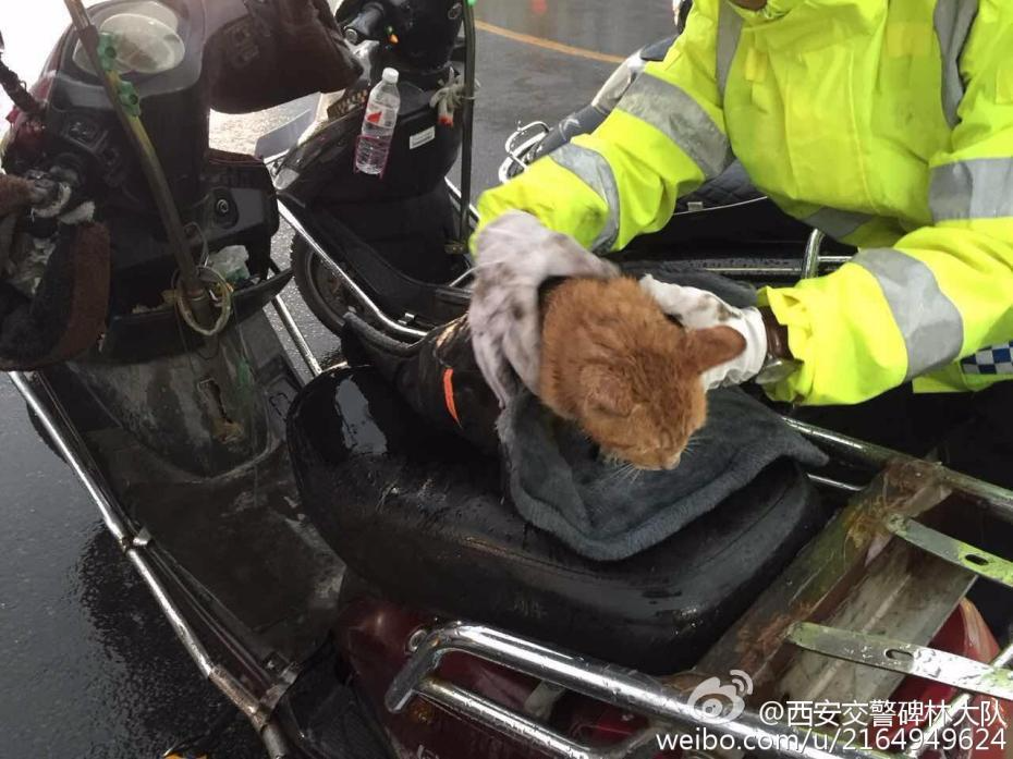 有爱！猫咪雨天钻进引擎盖 交警抱出领养