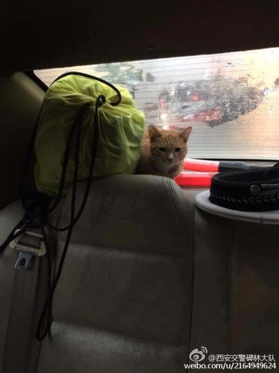 有爱！猫咪雨天钻进引擎盖 交警抱出领养