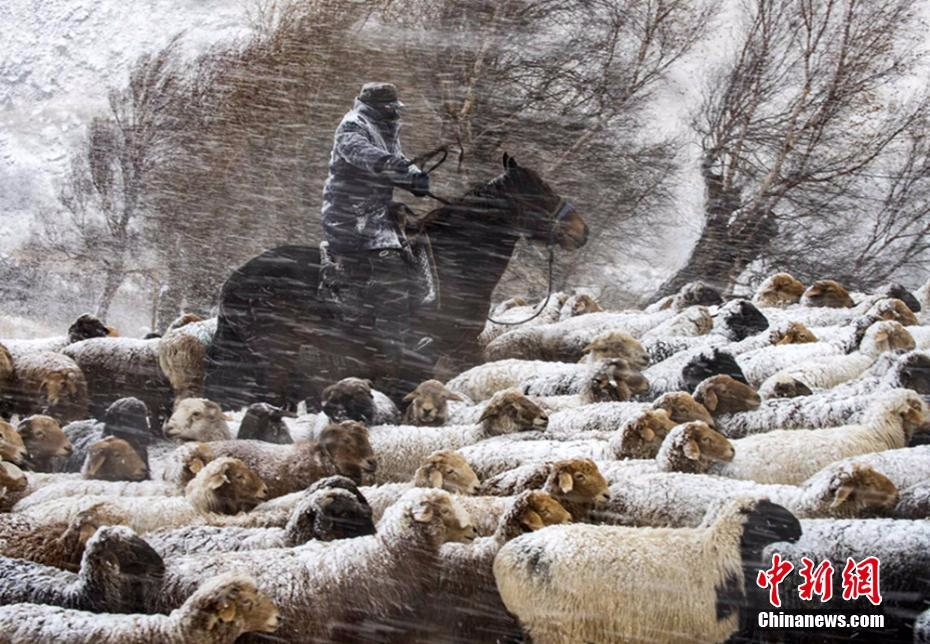 新疆伊犁牧民冒风雪转场