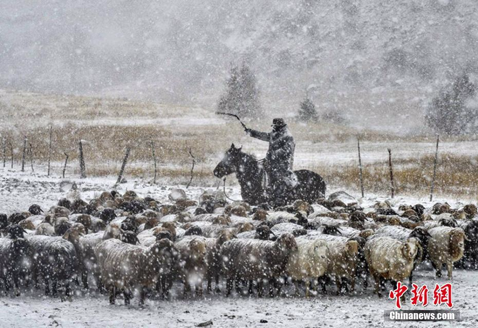 新疆伊犁牧民冒风雪转场