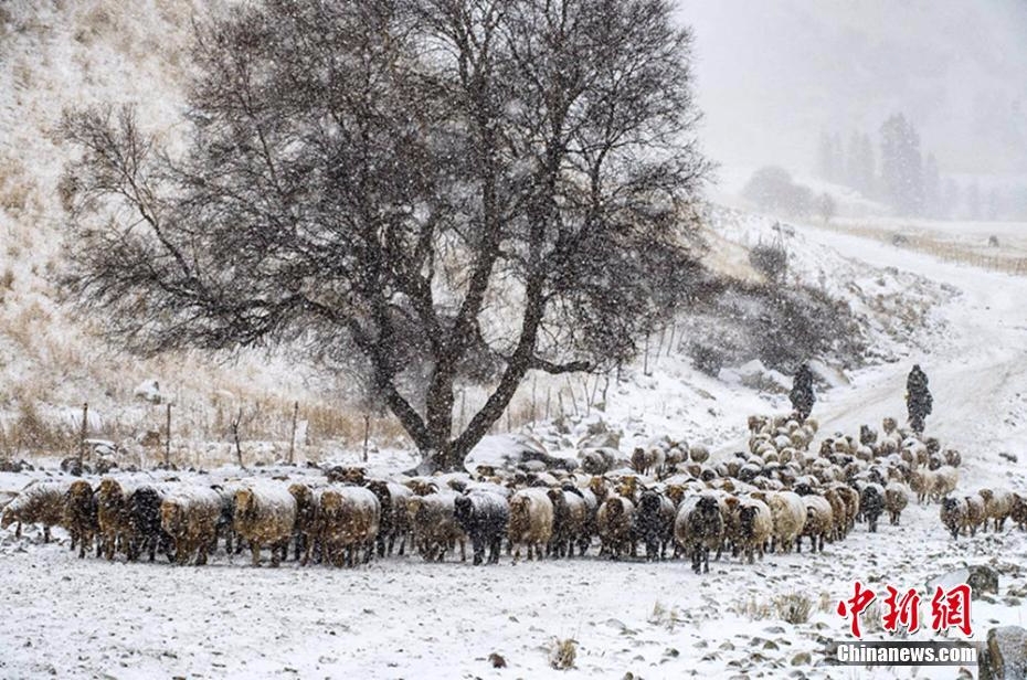 新疆伊犁牧民冒风雪转场