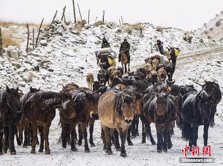 新疆伊犁牧民冒风雪转场