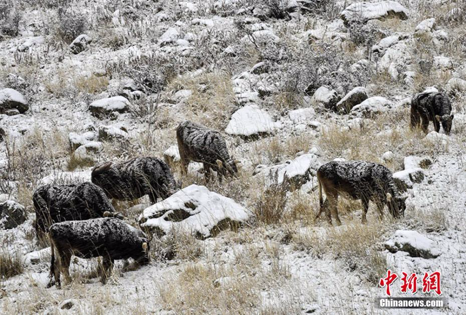 新疆伊犁牧民冒风雪转场