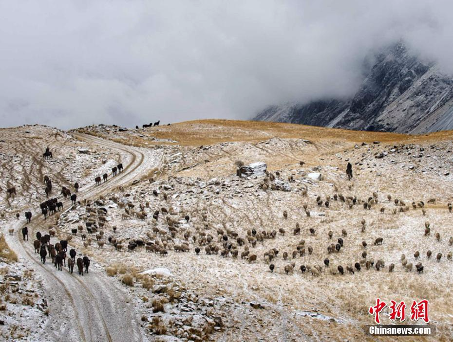 新疆伊犁牧民冒风雪转场