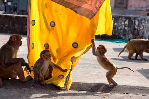 印度猴与人同“住”城内玩纱丽头巾成群嬉闹（图）