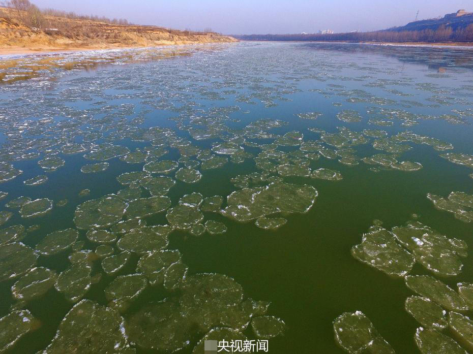 黄河河曲段开始结冰 大面积流凌宛如莲叶