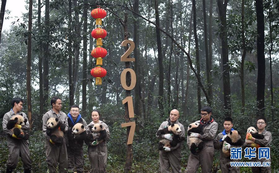 （社会）（1）大熊猫宝宝迎新年