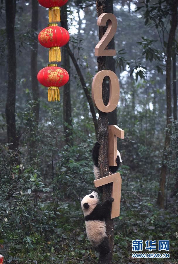 （社会）（2）大熊猫宝宝迎新年