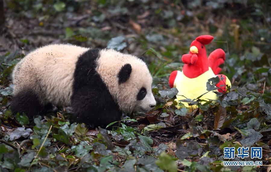 （社会）（3）大熊猫宝宝迎新年