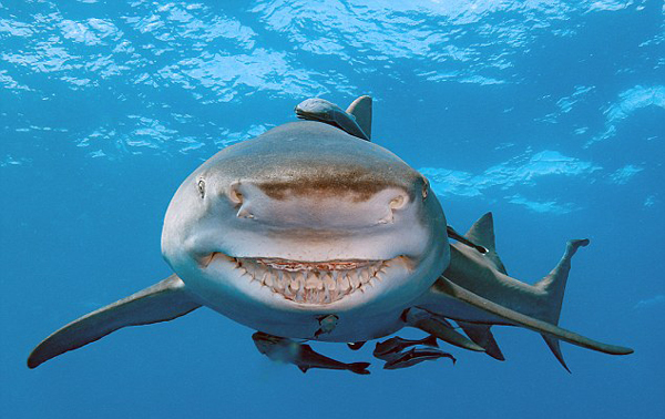 奇妙！美海岸一鲨鱼面带微笑似卡通形象