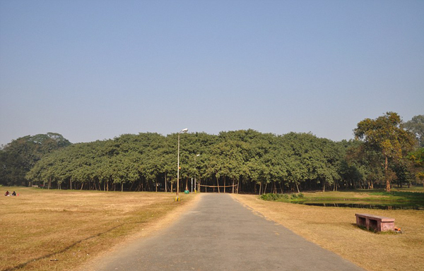 罕见！印度一榕树“独木成林” 树冠直径411米