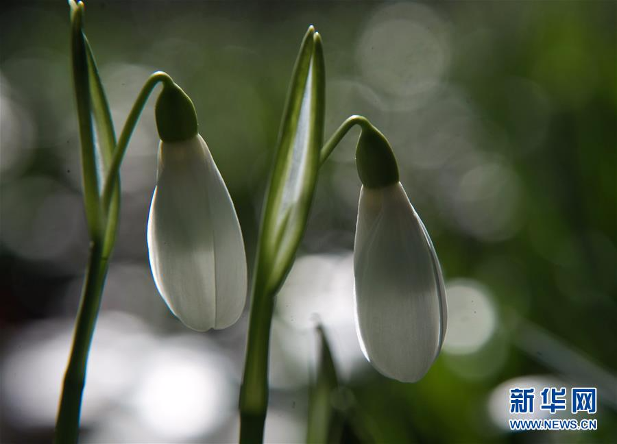 [10]（外代二线）尼基塔植物园