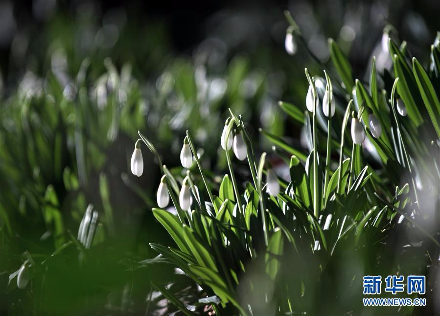 [21]（外代二线）尼基塔植物园