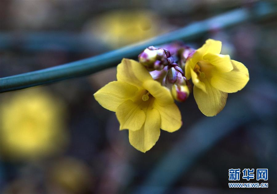 [22]（外代二线）尼基塔植物园