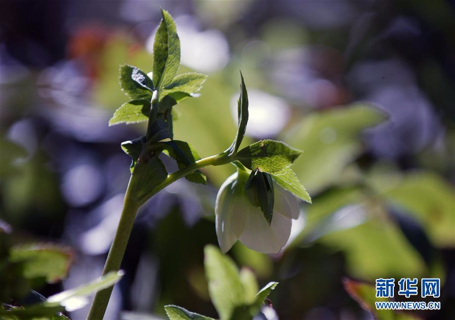 [23]（外代二线）尼基塔植物园