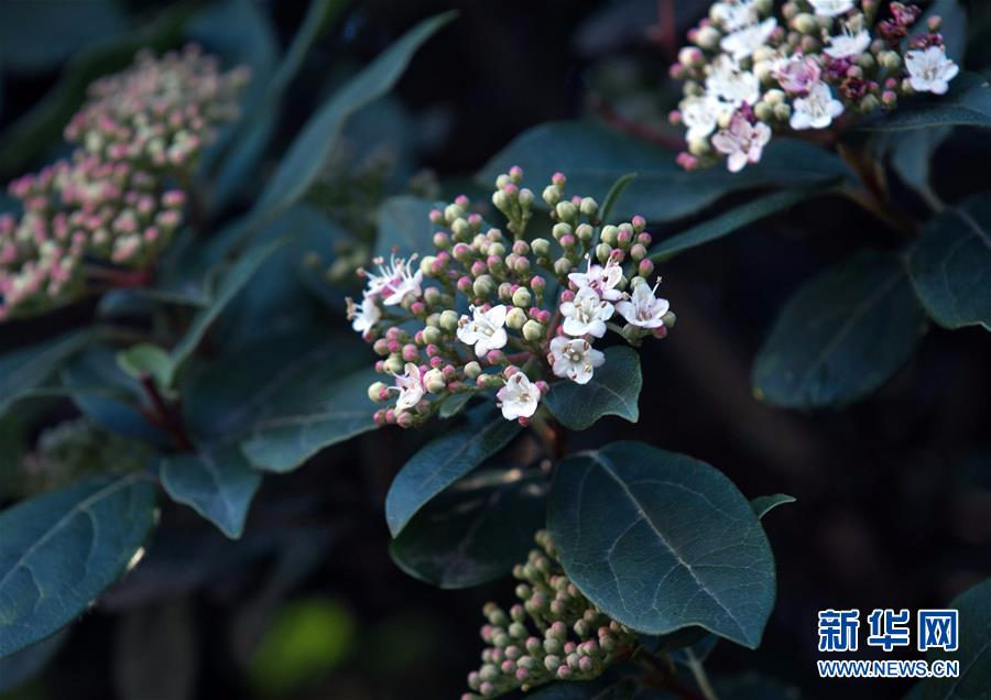 [24]（外代二线）尼基塔植物园