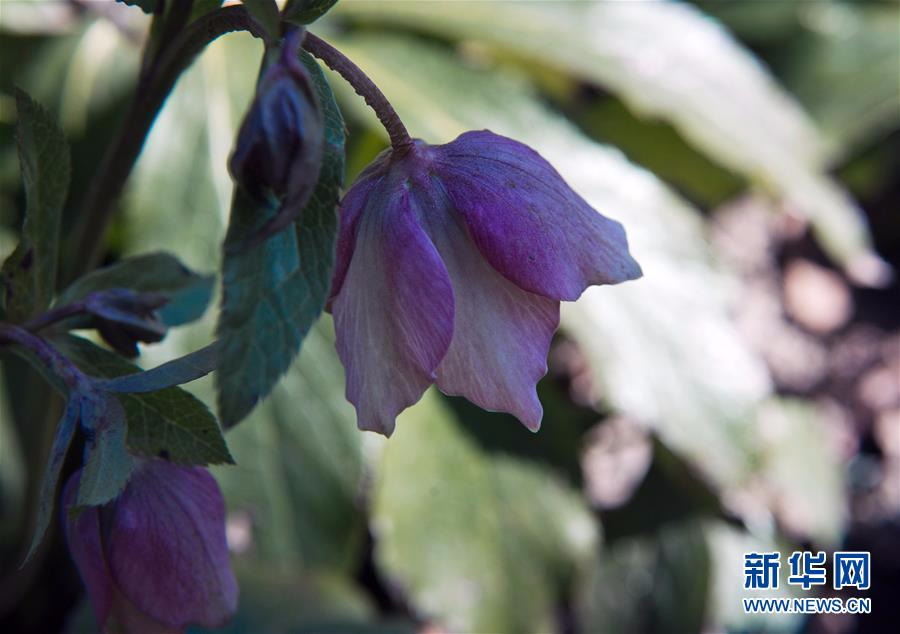 [25]（外代二线）尼基塔植物园