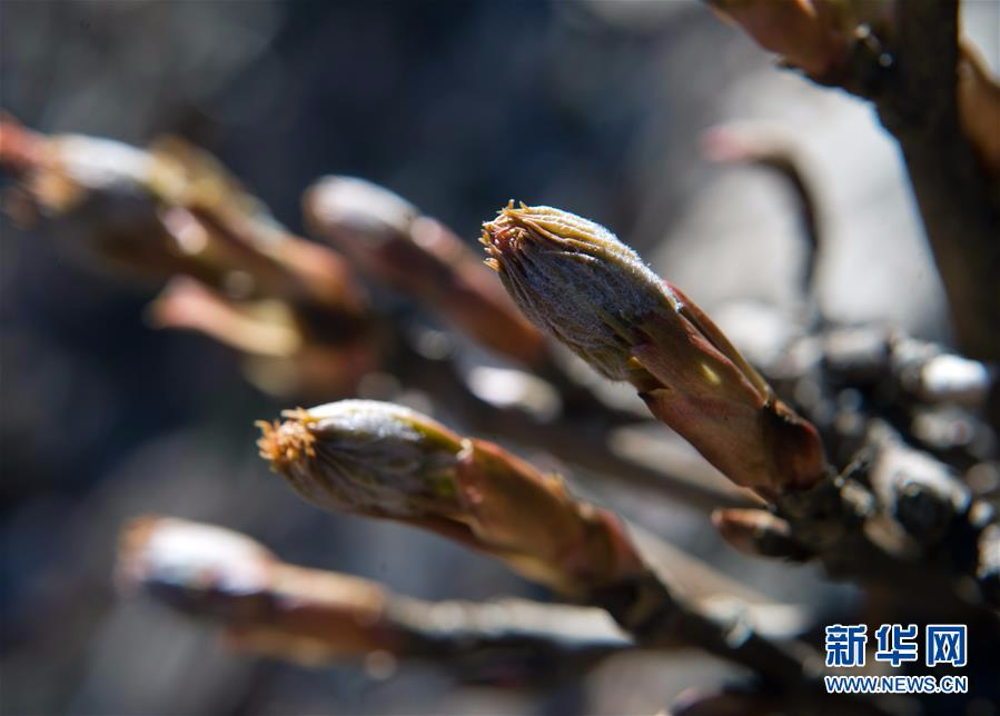 [28]（外代二线）尼基塔植物园