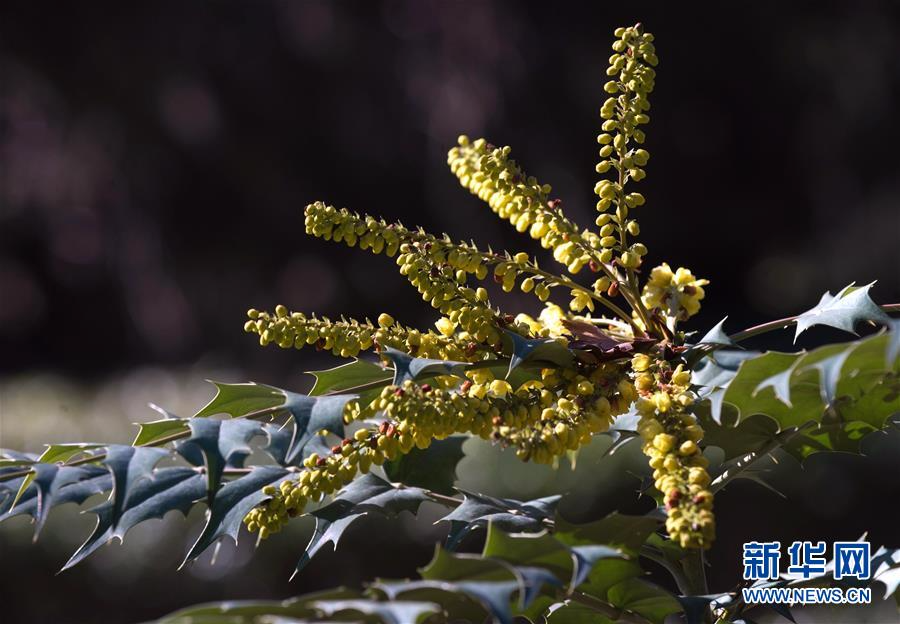 [31]（外代二线）尼基塔植物园