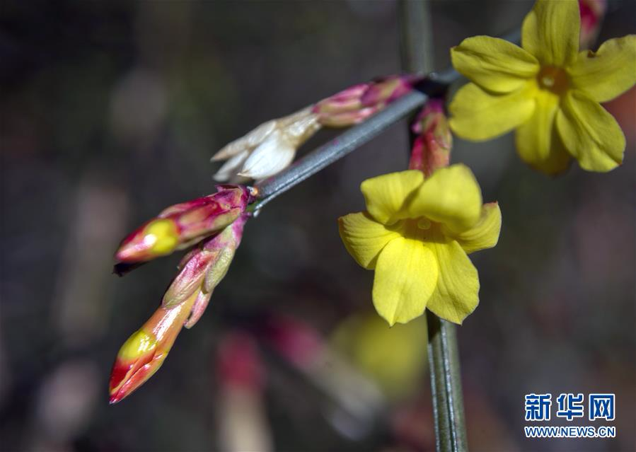 [29]（外代二线）尼基塔植物园