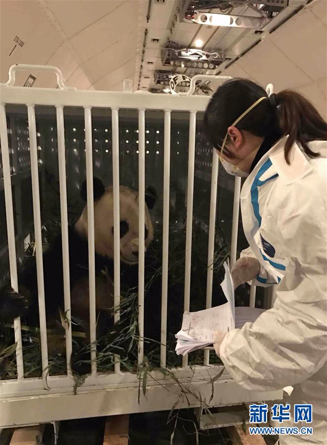 （新华视点·图片版）旅美明星大熊猫“宝宝”返乡