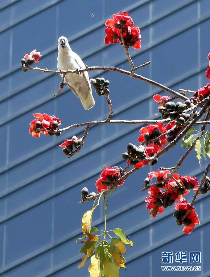 （环境）（3）香港：木棉花开春意浓