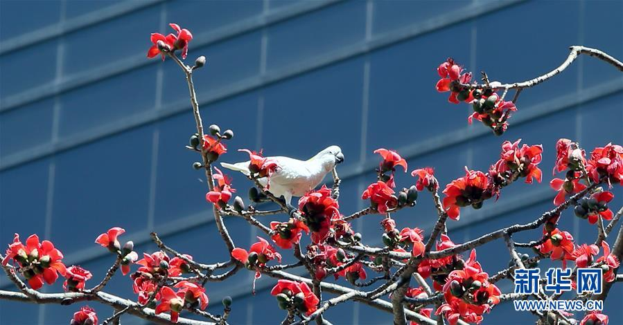 （环境）（2）香港：木棉花开春意浓