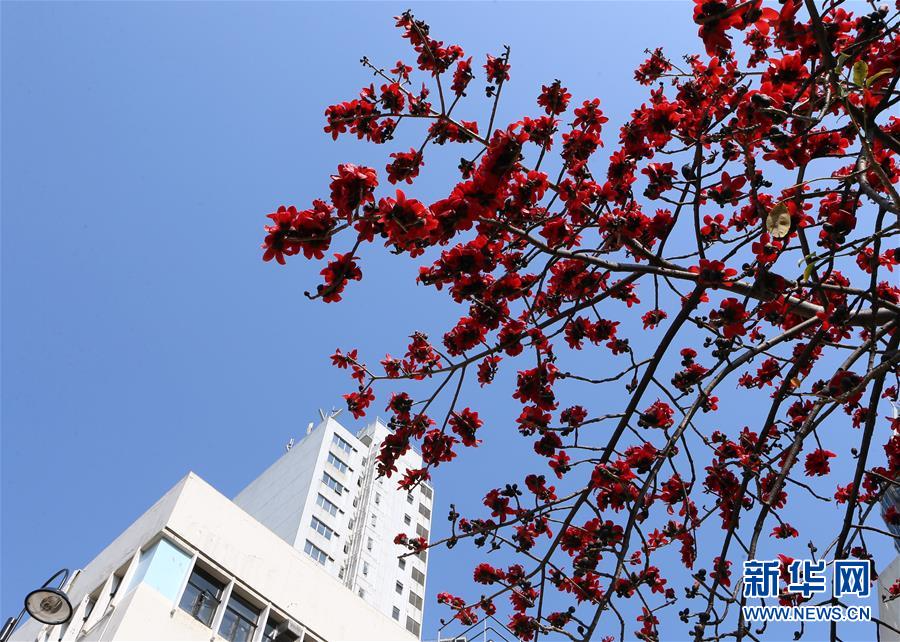 （环境）（1）香港：木棉花开春意浓