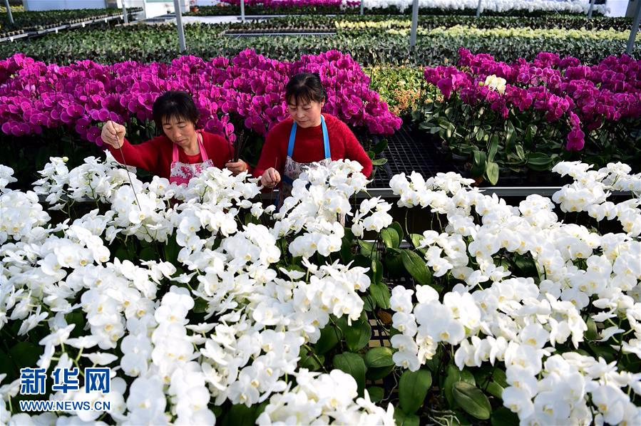 （经济）（1）安徽：规模化花卉种植引领特色产业发展