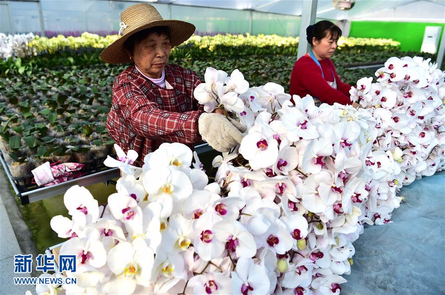 （经济）（2）安徽：规模化花卉种植引领特色产业发展