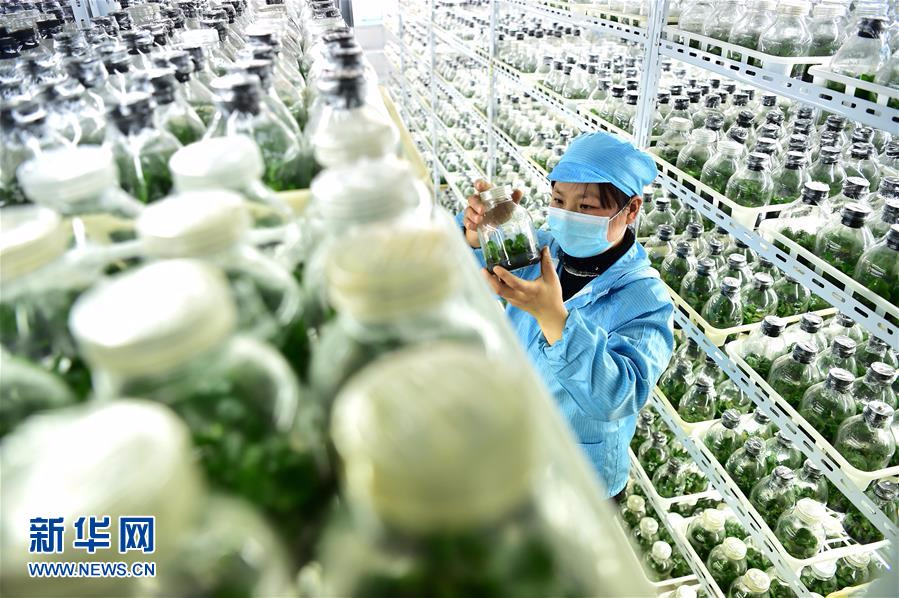 （经济）（3）安徽：规模化花卉种植引领特色产业发展