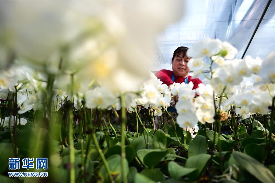 安徽:规模化花卉种植引领特色产业发展