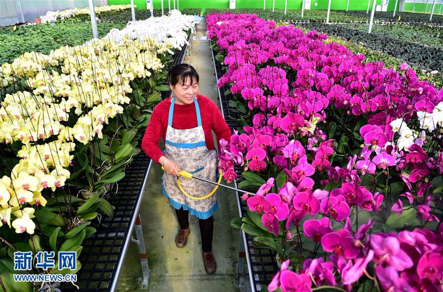 （经济）（5）安徽：规模化花卉种植引领特色产业发展