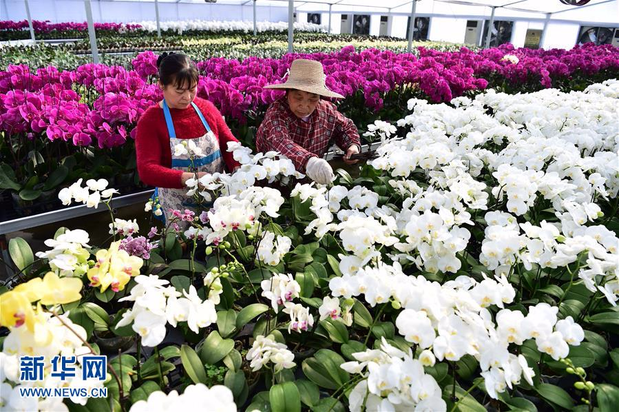（经济）（6）安徽：规模化花卉种植引领特色产业发展