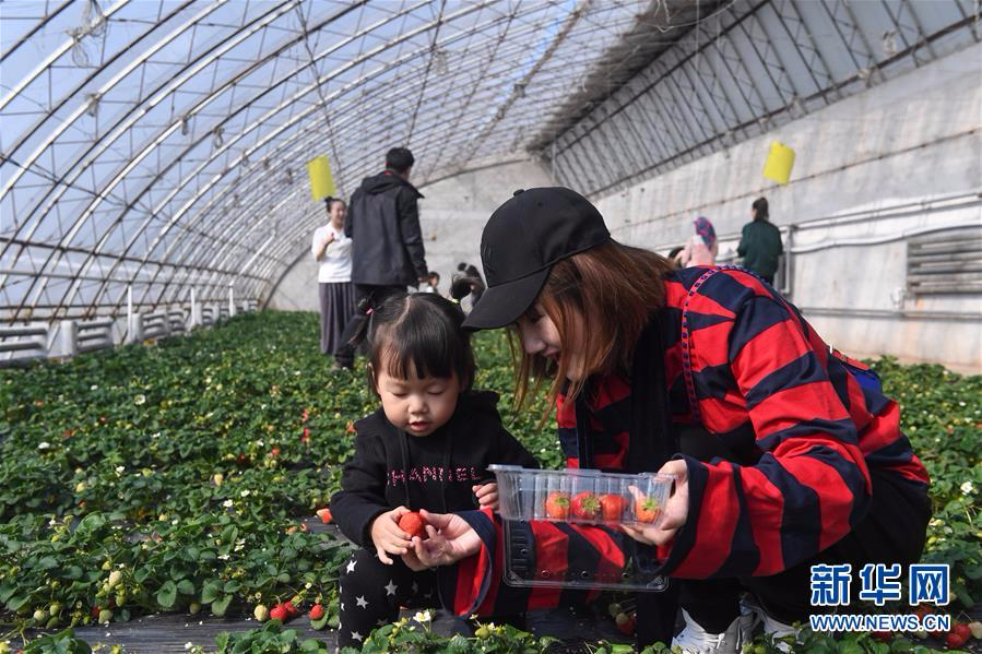 （社会）（2）长春：小草莓带动乡村休闲旅游热