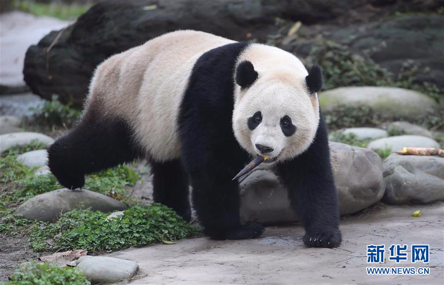（新华视点）（1）旅美明星大熊猫“宝宝”结束隔离今日亮相