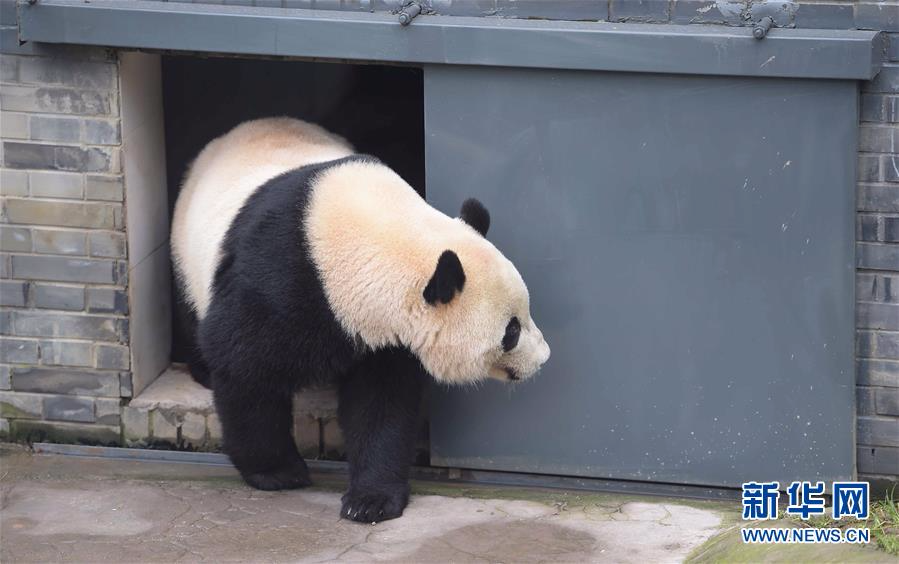 （新华视点）（2）旅美明星大熊猫“宝宝”结束隔离今日亮相